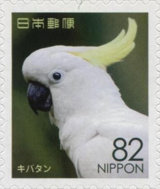 Sulphur-crested Cockatoo (Cacatua Galerita)