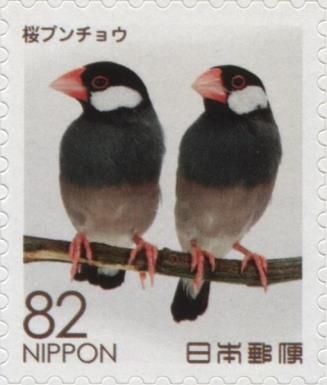 Java Sparrows (Padda Oryzivora)