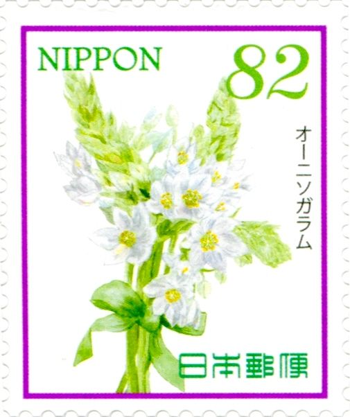 Ornithogalum