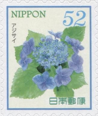 Hydrangea