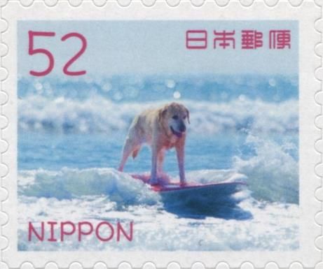 Dog on a Surfboard