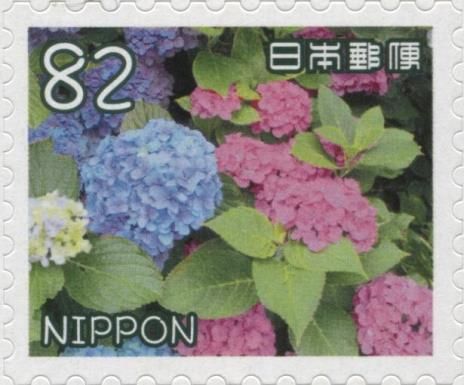 Hydrangea
