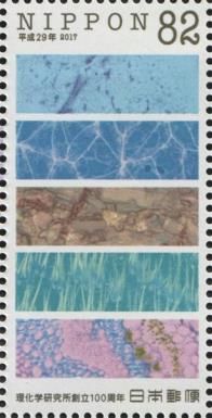 Micrograph of Plant and Animal Tissues