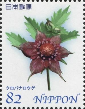 Comarum palustre