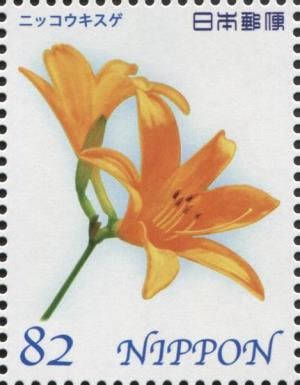 Daylily