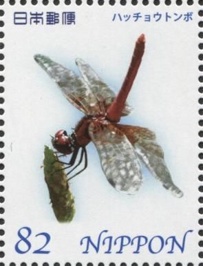 Scarlet dwarf (Nannophya pygmaea)