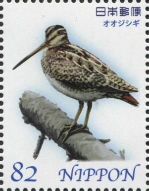 Latham's Snipe (Gallinago hardwickii)
