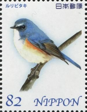 Red-flanked Bluetail (Tarsiger cyanurus)