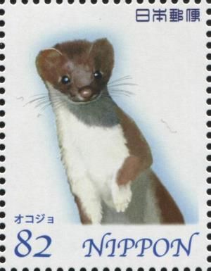 Stoat (Mustela erminea)