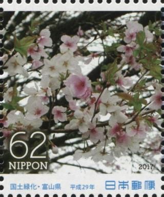 Cherry Blossom