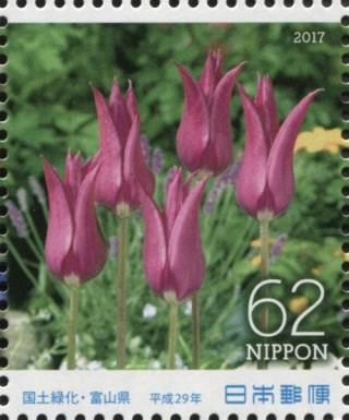 Tulips