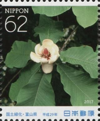 Japanese Bigleaf Magnolia
