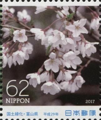 Edo-higan Cherry Blossom