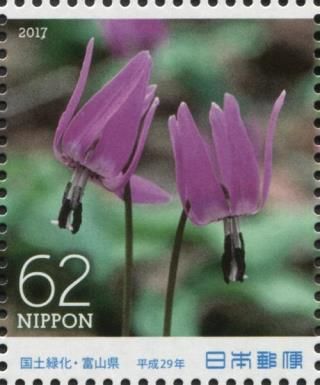 Japanese Dogtooth Violet