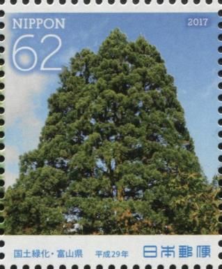 Tateyama Cedar