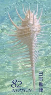 Venus Comb Murex (Murex pecten)