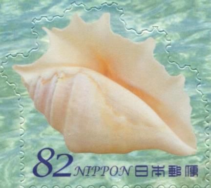 Laciniate Conch (Strombus sinuatus)