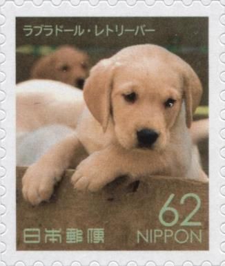 Labrador Retriever (Canis lupus familiaris)