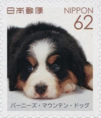 Bernese Mountain Dog (Canis lupus familiaris)