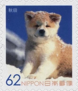 Akita Inu (Canis lupus familiaris)