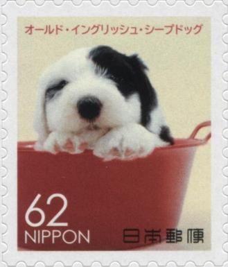 Old English Sheepdog (Canis lupus familiaris)