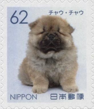 Chow Chow (Canis lupus familiaris)