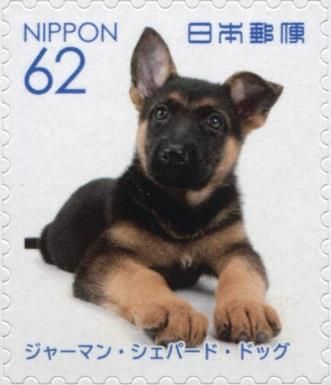 German Shepherd (Canis lupus familiaris)