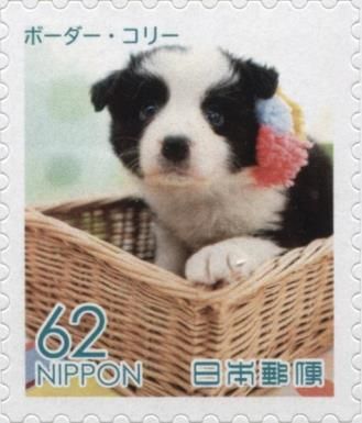 Border Collie (Canis lupus familiaris)