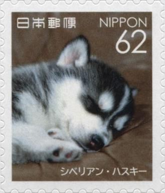 Siberian Husky (Canis lupus familiaris)