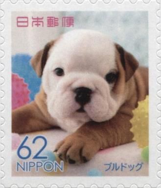 Bulldog (Canis lupus familiaris)