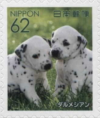 Dalmatian (Canis lupus familiaris)