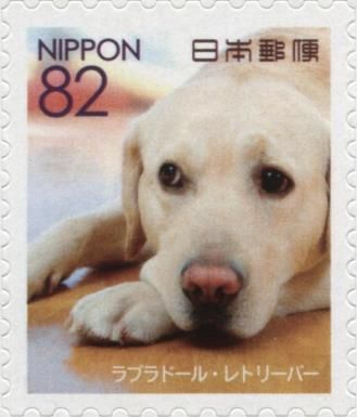Labrador Retriever (Canis lupus familiaris)