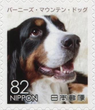 Bernese Mountain Dog (Canis lupus familiaris)