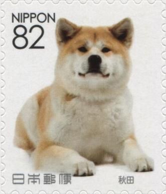 Akita Inu (Canis lupus familiaris)
