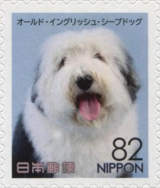 Old English Sheepdog (Canis lupus familiaris)