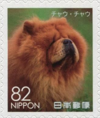 Chow Chow (Canis lupus familiaris)