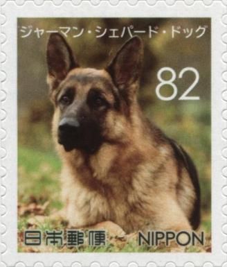 German Shepherd (Canis lupus familiaris)