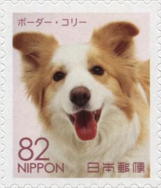 Border Collie (Canis lupus familiaris)