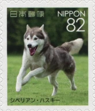 Siberian Husky (Canis lupus familiaris)