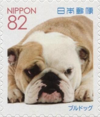 Bulldog (Canis lupus familiaris)