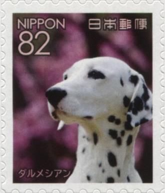 Dalmatian (Canis lupus familiaris)