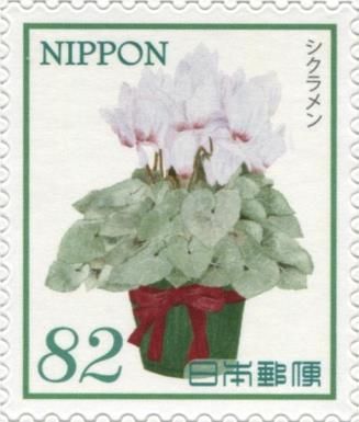 Cyclamen persicum