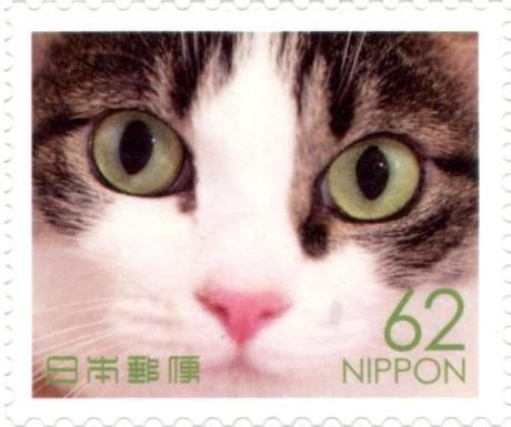 Domestic Cat