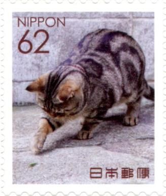 Domestic Cat and Insect