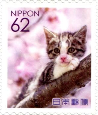 Domestic Cat in a Tree