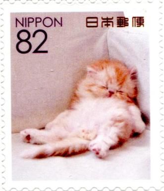 Domestic Kitten Sleeping on Back