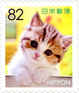 Domestic Kitten's Face