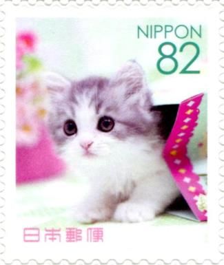 Domestic Grey and White Kitten