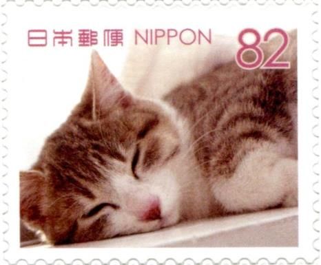 Domestic Cat Asleep