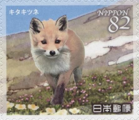 Red Fox (Vulpes vulpes)